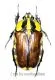 Gnathocera bilineata bilineata ( 15 – 19 )