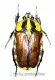 Gnathocera bilineata bilineata ( 15 – 19 ) A2