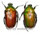 Gnathocera flavovirens ( M 15 – 19 )