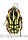 Gnathocera impressa ( 15 – 19 ) A2