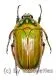 Gnathocera quadripunctata