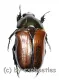 Gnathocera trivittata aegyptiaca A2