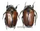 Gnathocera trivittata aegyptiaca ( 15 – 19 )