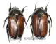 Gnathocera trivittata aegyptiaca ( 15 – 19 )