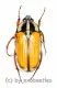 Gnathocera trivittata submarginata ( 15 – 19 )