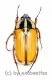 Gnathocera trivittata submarginata ( 15 – 19 )