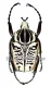 Goliathus albosignatus kirkianus ( 50 – 54 )