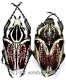 Goliathus goliathus f.conspersus ( M 70 / F 65+ )