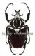 Goliathus goliathus f.goliathus ( M 89 / F 65+ )