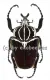 Goliathus goliathus f.goliathus ( M 89 / F 65+ )