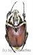 Goliathus goliathus f.goliathus ( M 89 / F 65+ )