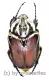 Goliathus goliathus f.goliathus ( M 89 / F 65+ )