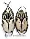 Goliathus goliathus f.quadrimaculatus ( M 74 / F 60+ )
