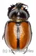 Golofa pusillus ( 20 – 24 )
