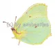 Gonepteryx rhamni