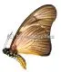Graphium almansor