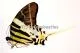 Graphium androclus
