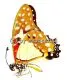 Graphium angolanus baronis A2
