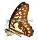 Graphium doson axion A1/A-
