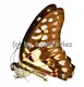 Graphium doson axion A1/A-
