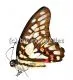 Graphium eurypylus A1/A-