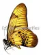 Graphium latreillianus theorina