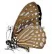 5 x Graphium ( Paranticopsis ) megarus megapenthes