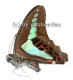 Graphium sarpedon sarpedon