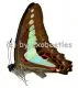 Graphium sarpedon colus
