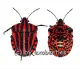 Graphosoma lineatum
