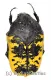 Gymnetis flavomarginata ( 15 – 24 )