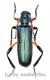 Hadromastrix ruficrus ( 30 - 34 ) A2