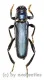 Hadromastrix spec. ( 30 - 34 )