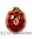 Harmonia axyridis ( Marienkäfer ) ( Mix )