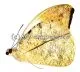 Hebomoia glaucippe aturia