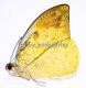 Hebomoia glaucippe celebensis