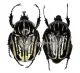 Hegemus vittatus ( M 30 - 34 )