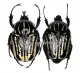 Hegemus vittatus ( M 40 - 44 )