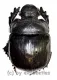 Heliocopris antenor ( 40 – 44 )