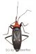 Hemiptera spec. #18 ( 20 – 24 )