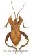 Hemiptera spec. #21 ( 30 – 34 ) A1-