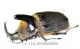 Heterogomphus schoenherri ( 55 – 59 )