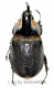 Heterogomphus schoenherri ( 55 – 59 )
