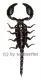 Heterometrus ( Javanimetrus ) cyaneus