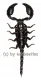 Heterometrus ( Javanimetrus ) cyaneus ( 95 – 109 )