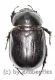 Heteronychus spec. ( 20 – 29 )