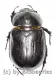 Heteronychus spec. ( 20 – 29 )