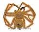 Heteropoda davidbowie ( Huntsman Spider ) ( Big )