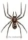 Heteropoda spec. #4 ( black Thailand Huntsman Spider )