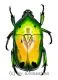 Heterorrhina sexmaculata sexmaculata ( 20 – 29 ) A1-